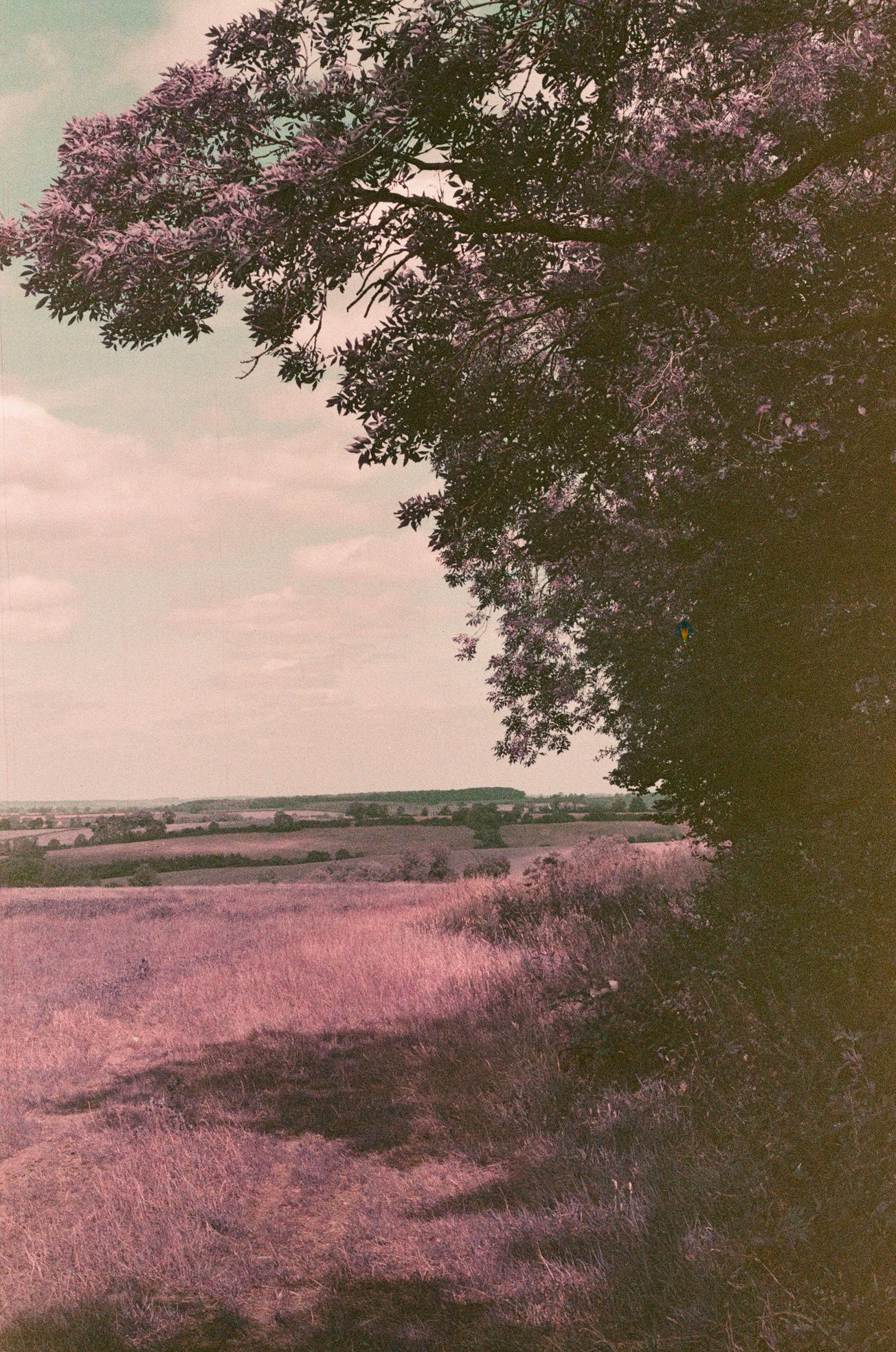 Like A Dream: My Time In Asia