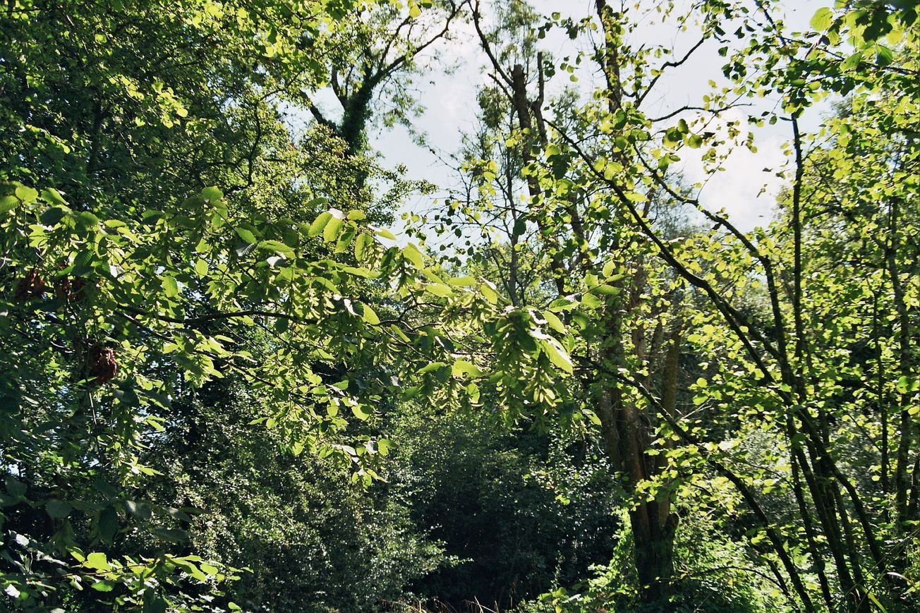 The power of nature: how green spaces and outdoor activity impact mental health