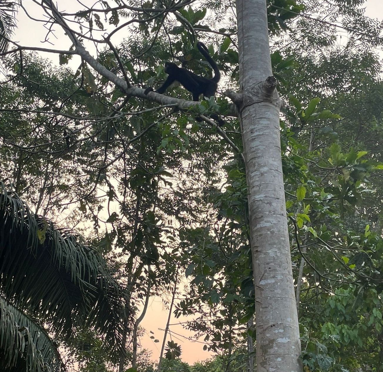 Cages to canopies: rewilding spider monkeys in the Peruvian Amazon