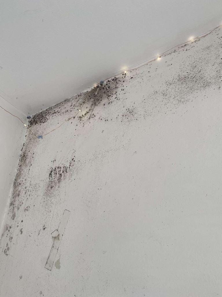 UK government stepping up measures to fix mouldy rental properties, but is it enough?