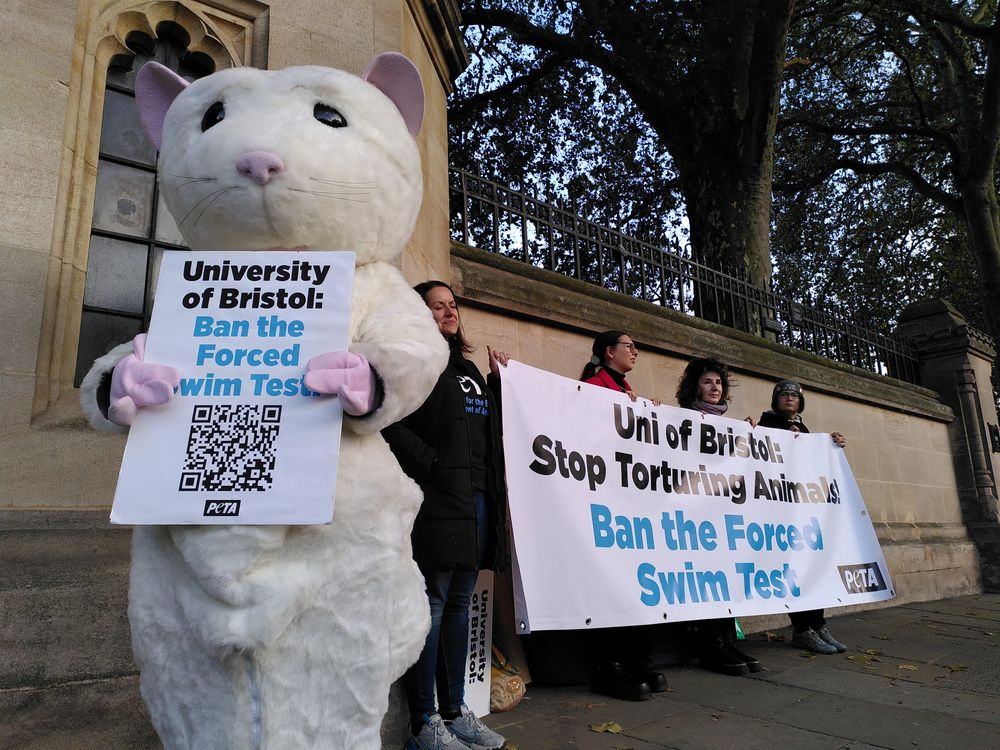 Reflecting on the forced swim test