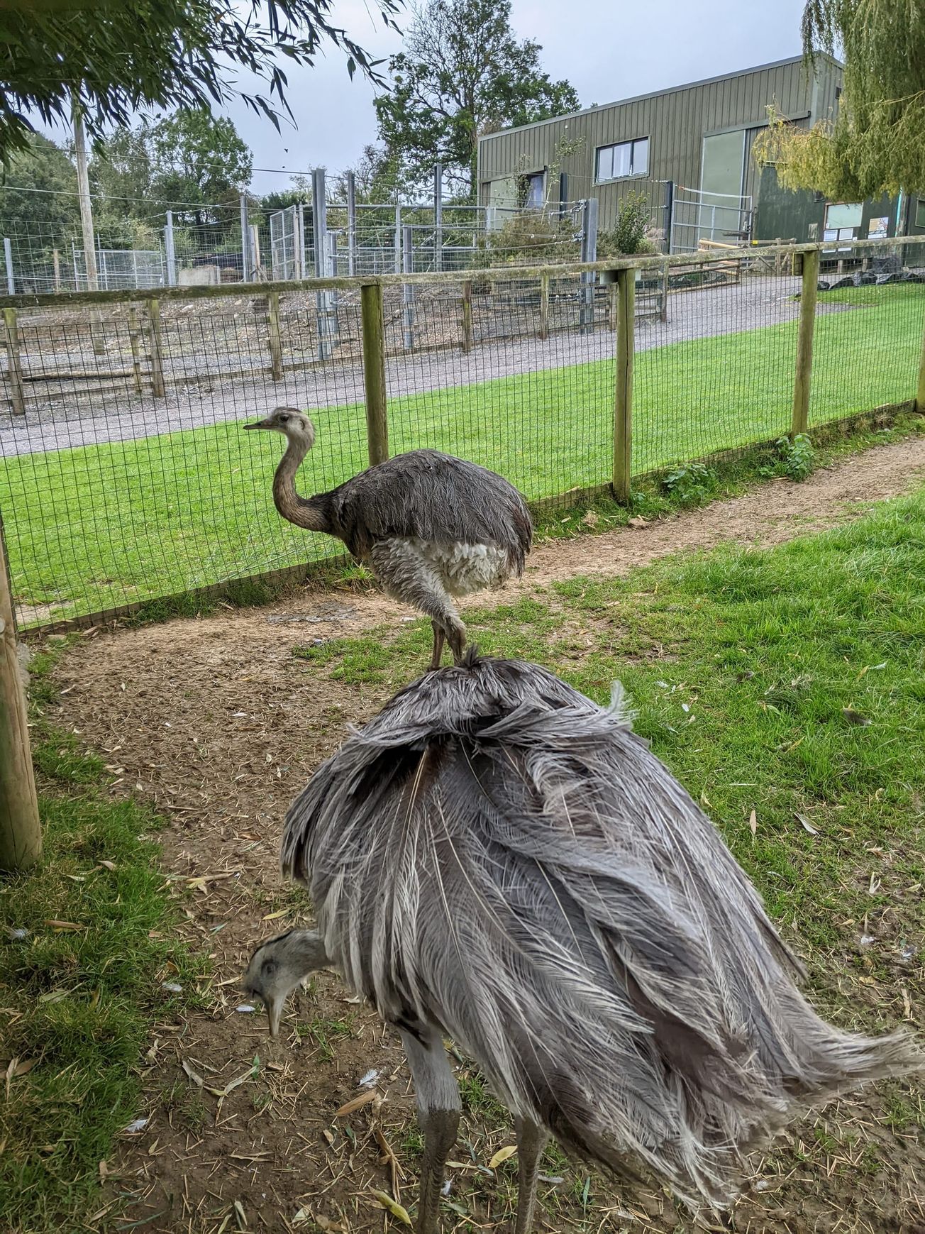 The closest living descendants of the dinosaurs aren’t as bird-brained as we think