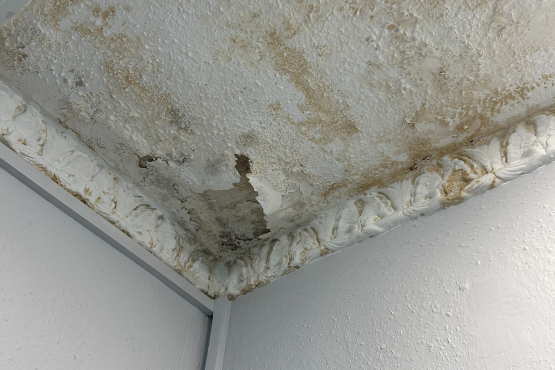 Landlord replaces black mould with slightly greener mould to signal commitment to sustainability