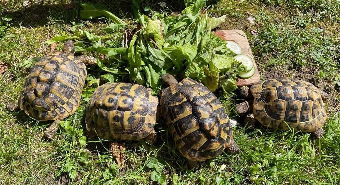 Is your reptile secretly suffering from this common disease?