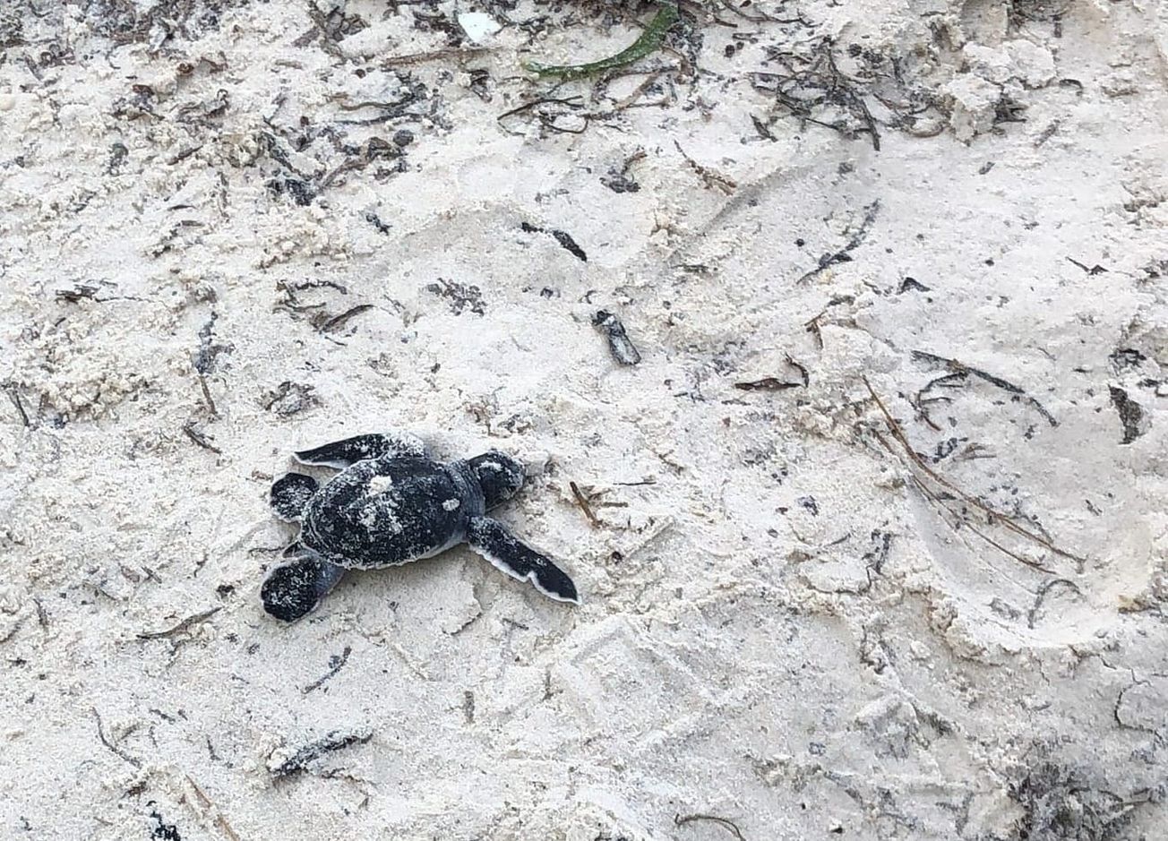 A guide to conservation volunteering