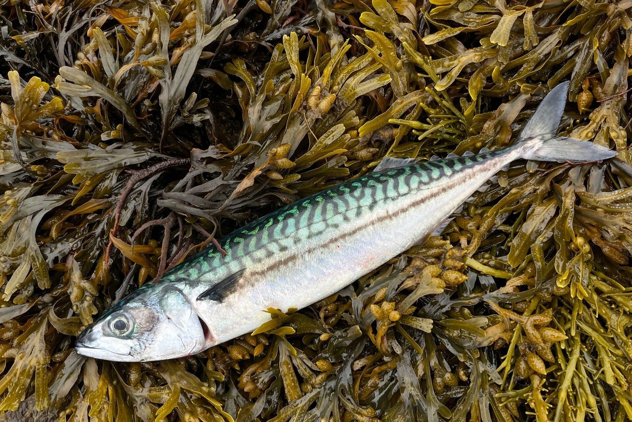 Holy mackerel! The fish Waitrose removed from its shelves