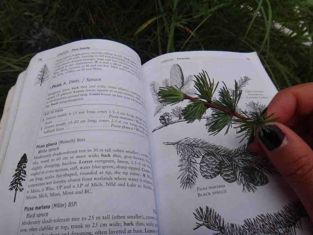 Can DNA tell us what a plant is better than our eyes... or not?