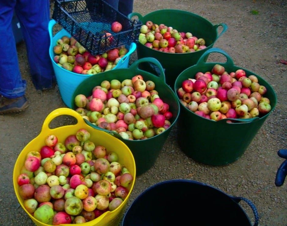 Success at Bristol Botanic Garden Apple Day 2026