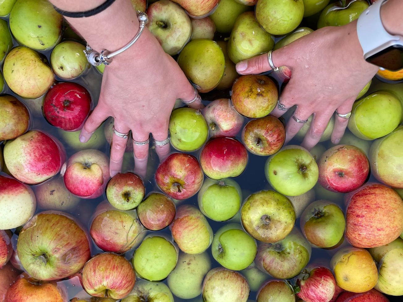 Apple Day 2026 at the University of Bristol’s Botanic Garden