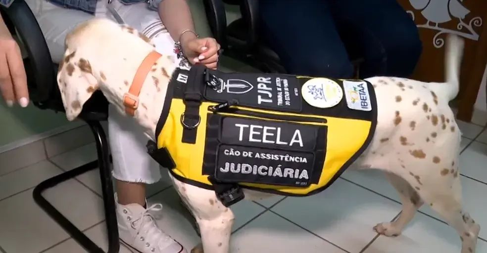 Na imagem: Teela - cão de assistência judiciária