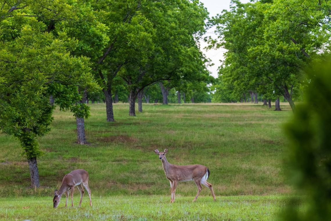 White-tailed Deer
