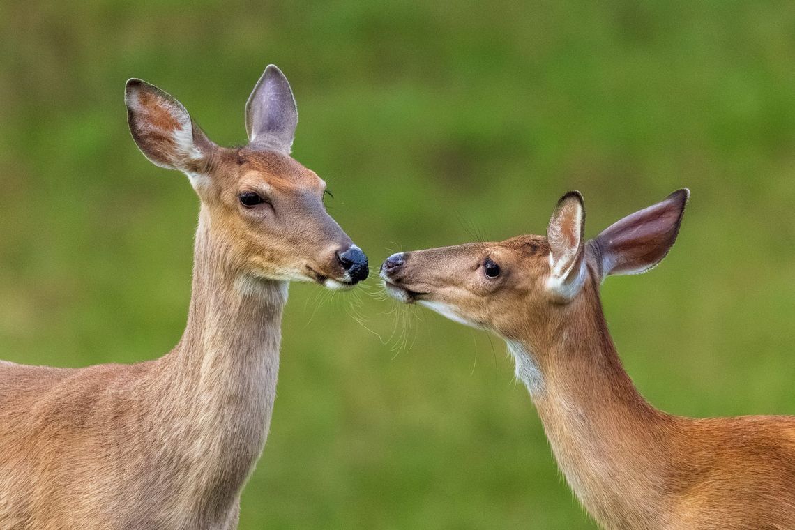 White-tailed Deer—Spring 2026
