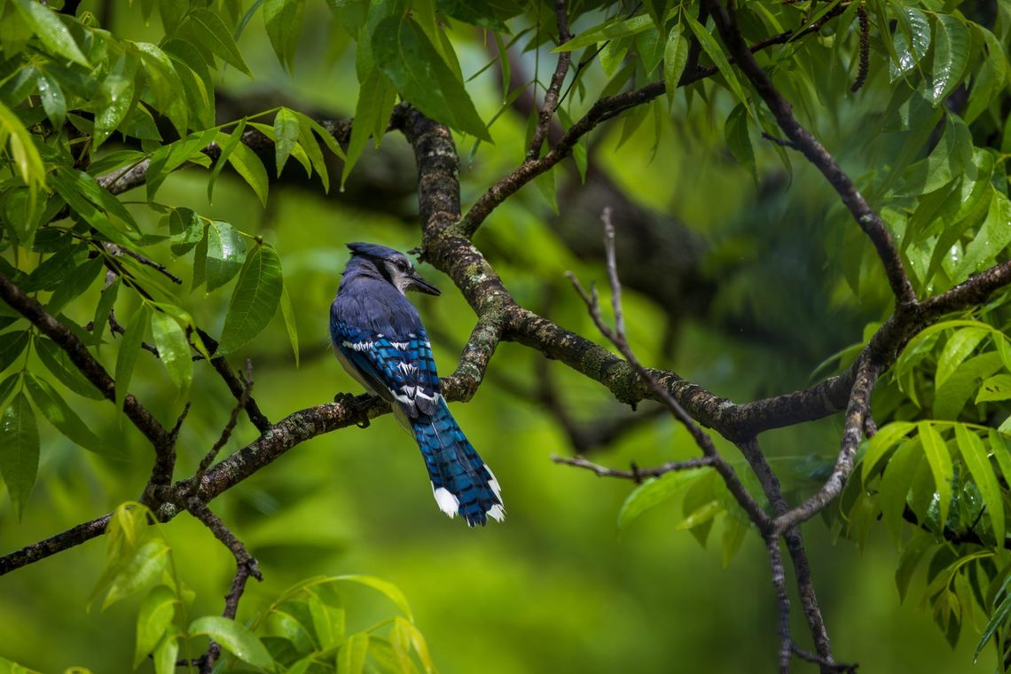 Blue Jay—Spring 2026