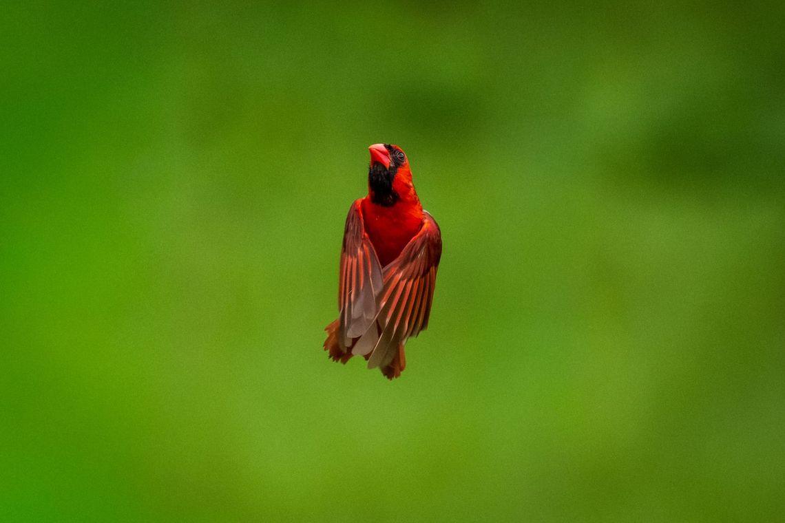 Northern Cardinals—Spring 2026