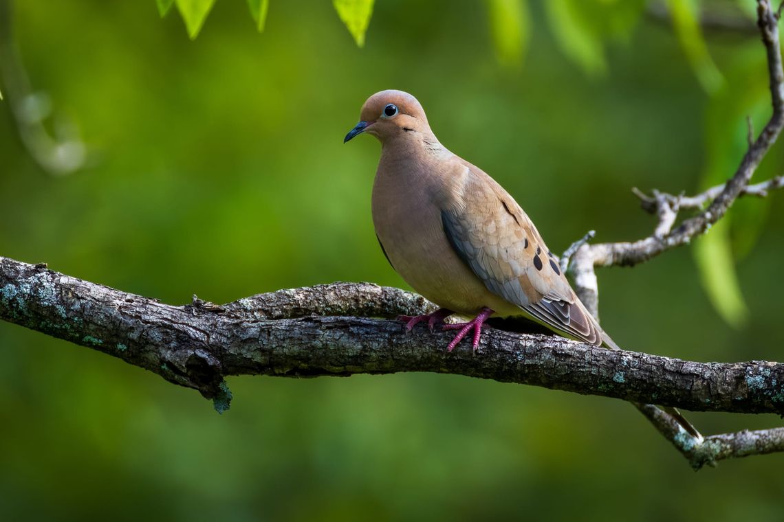Mourning Dove