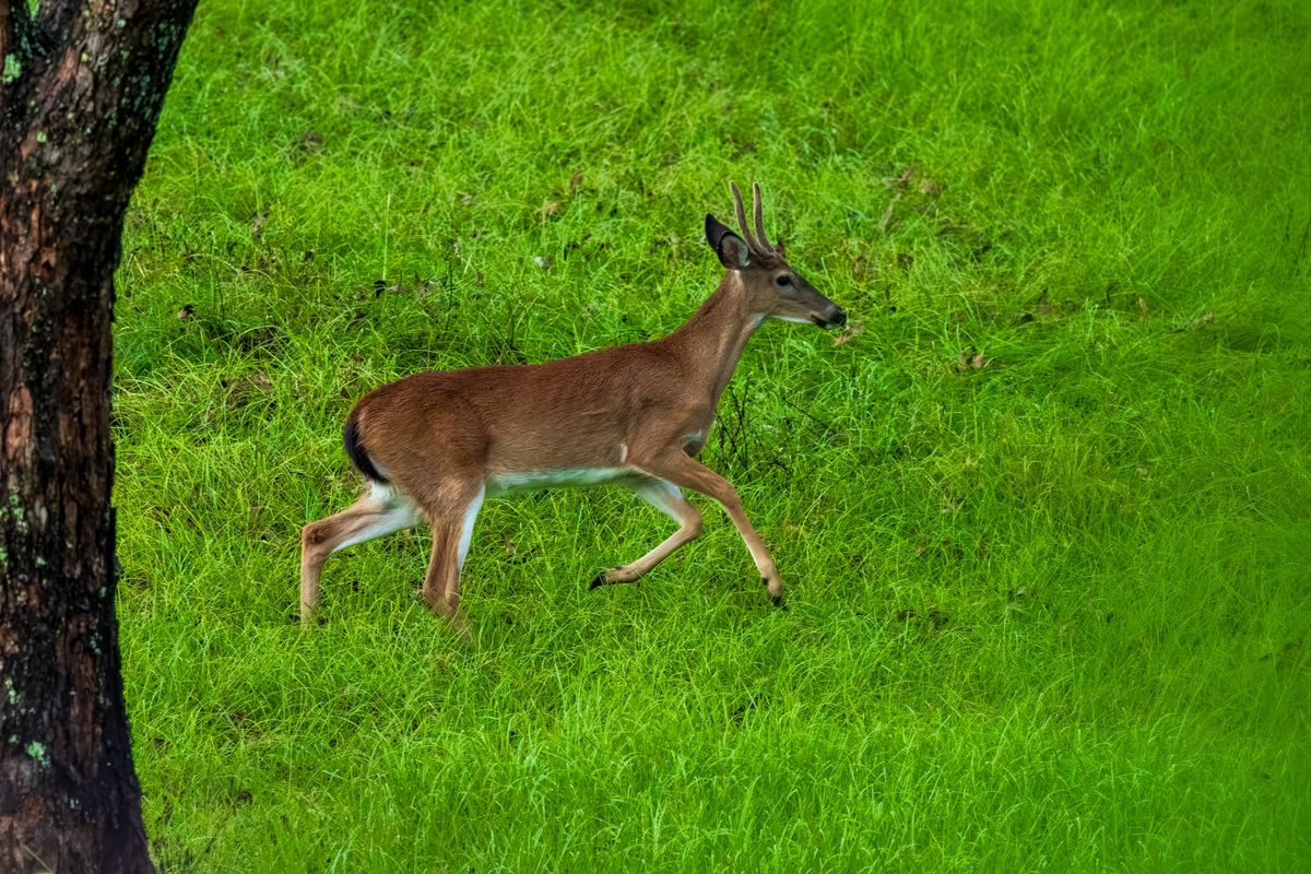 Deer in September  2026