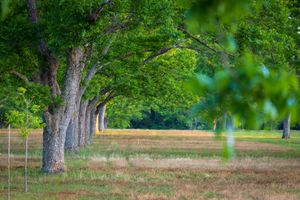 Pecan Grove — Spring 2026 Mid-Drought
