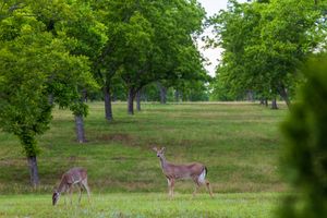 White-tailed Deer