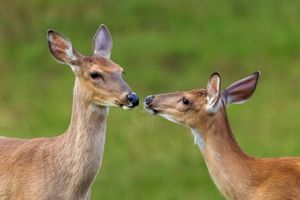 White-tailed Deer—Spring 2026