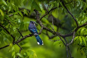 Blue Jay—Spring 2026