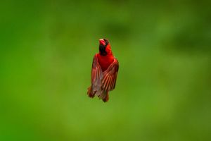 Northern Cardinals—Spring 2026