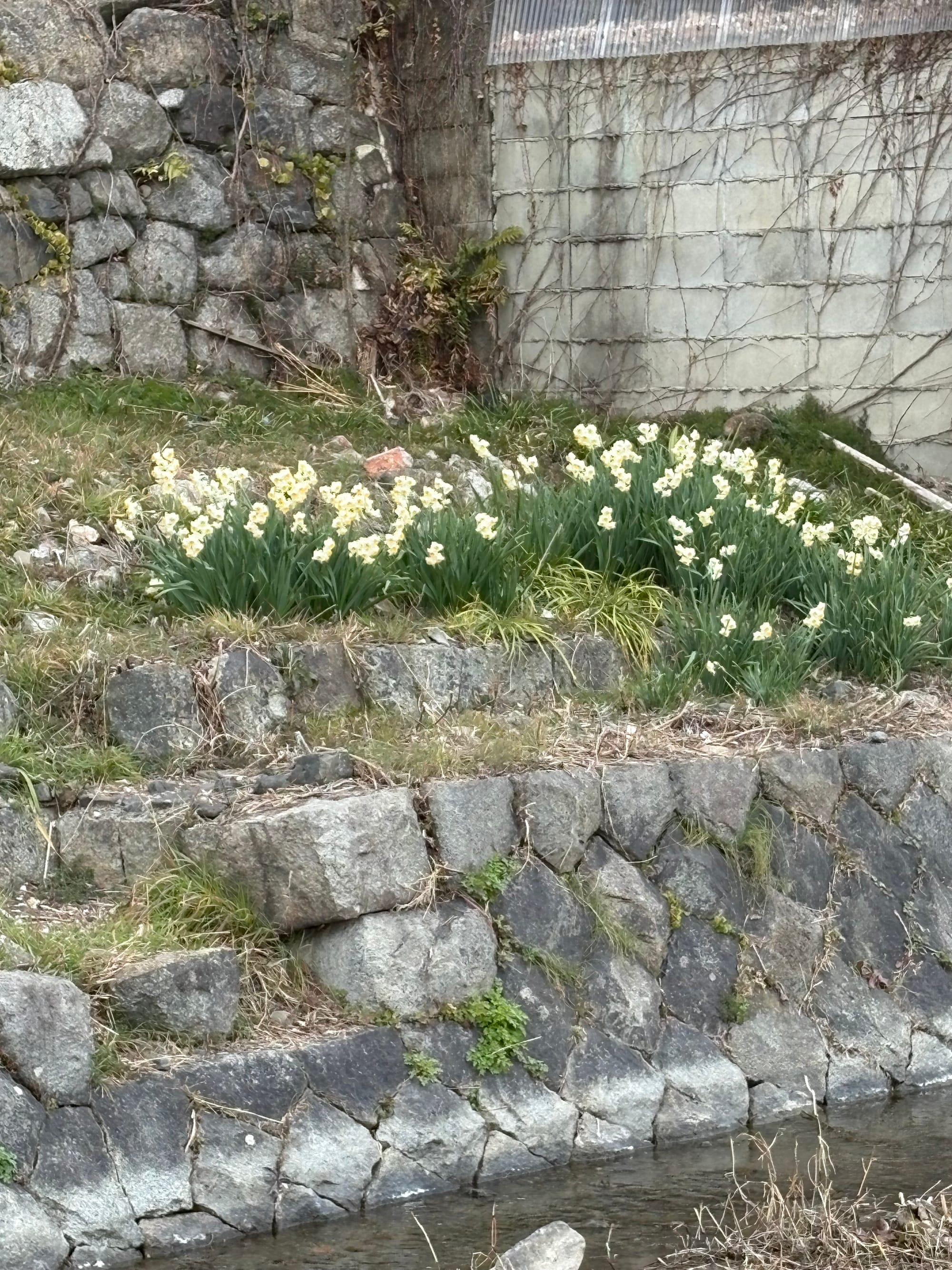 The narcissus growing in the wild along Kyoto's Kamo River