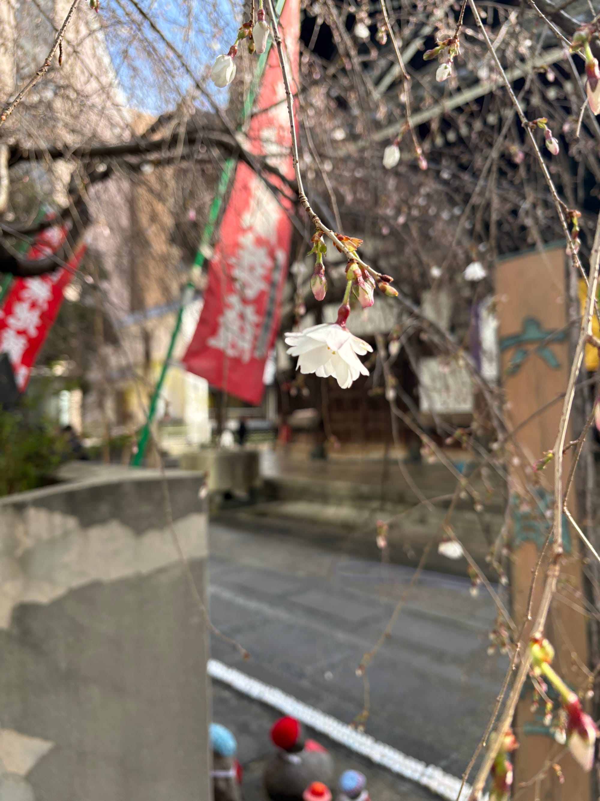 One of the very first cherry blossoms to bloom at Rokkaku-dō this year