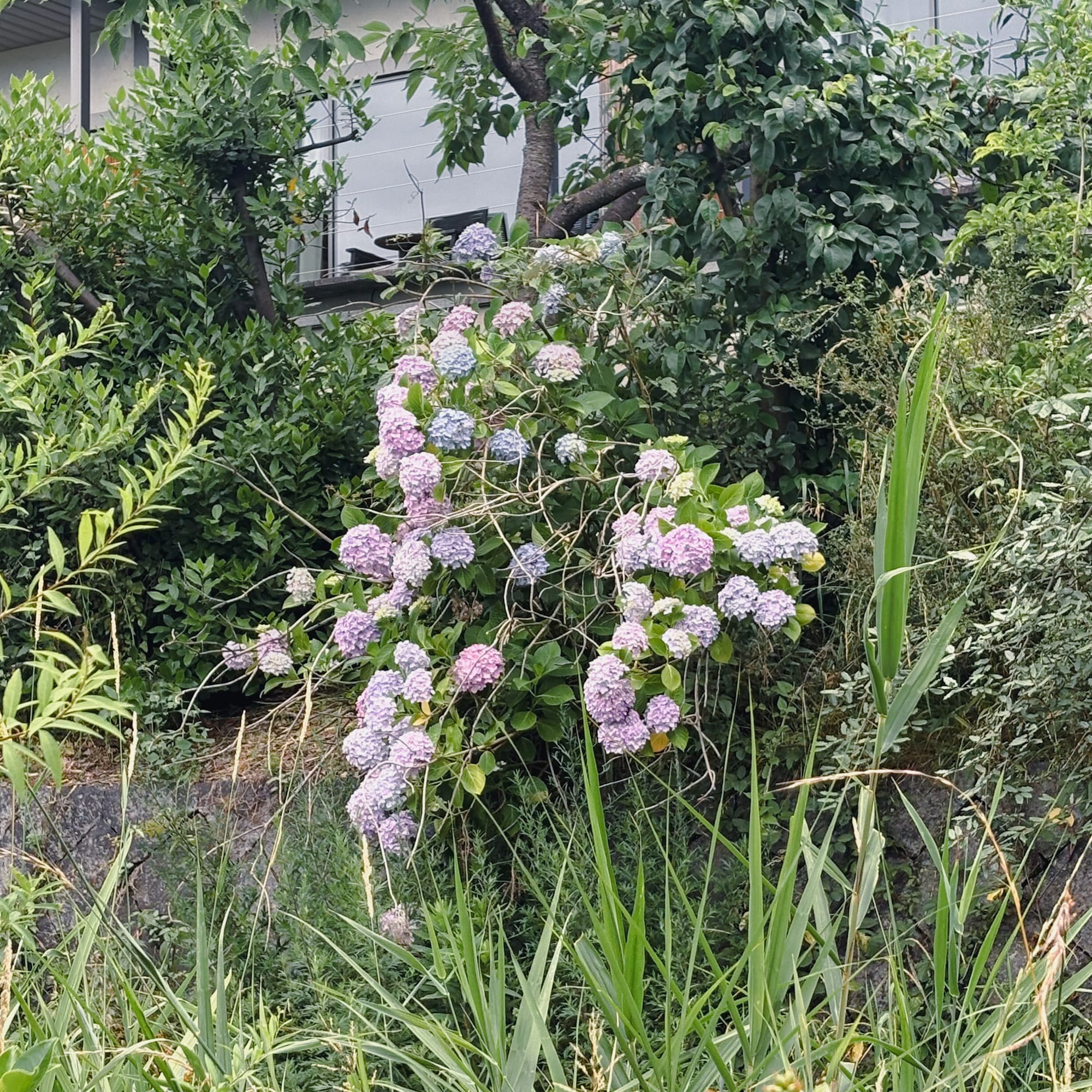 Hydrangeas growing by the Kamo river in front of the Ritz Carlton