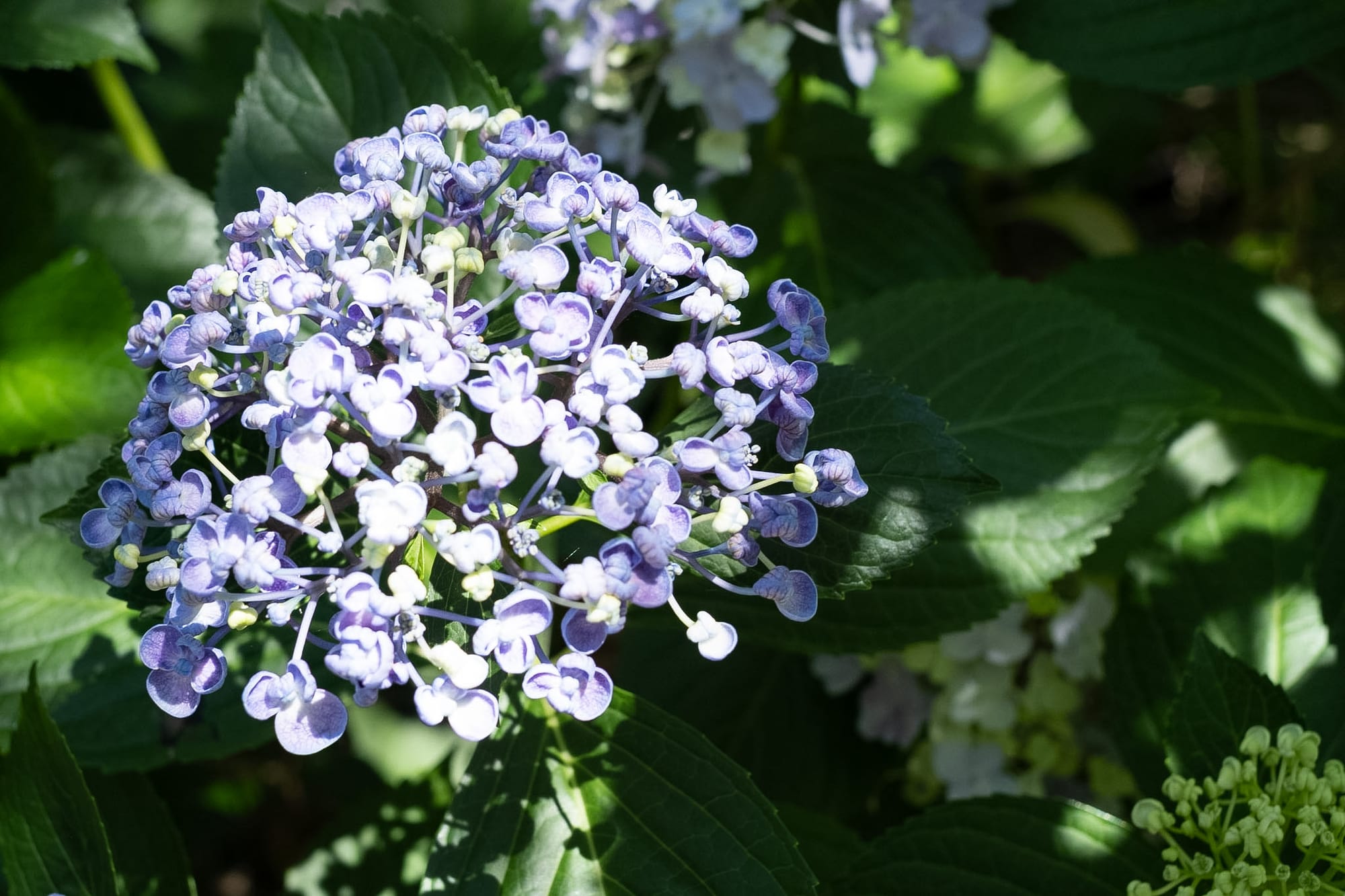 Hydrangeas in Kyoto