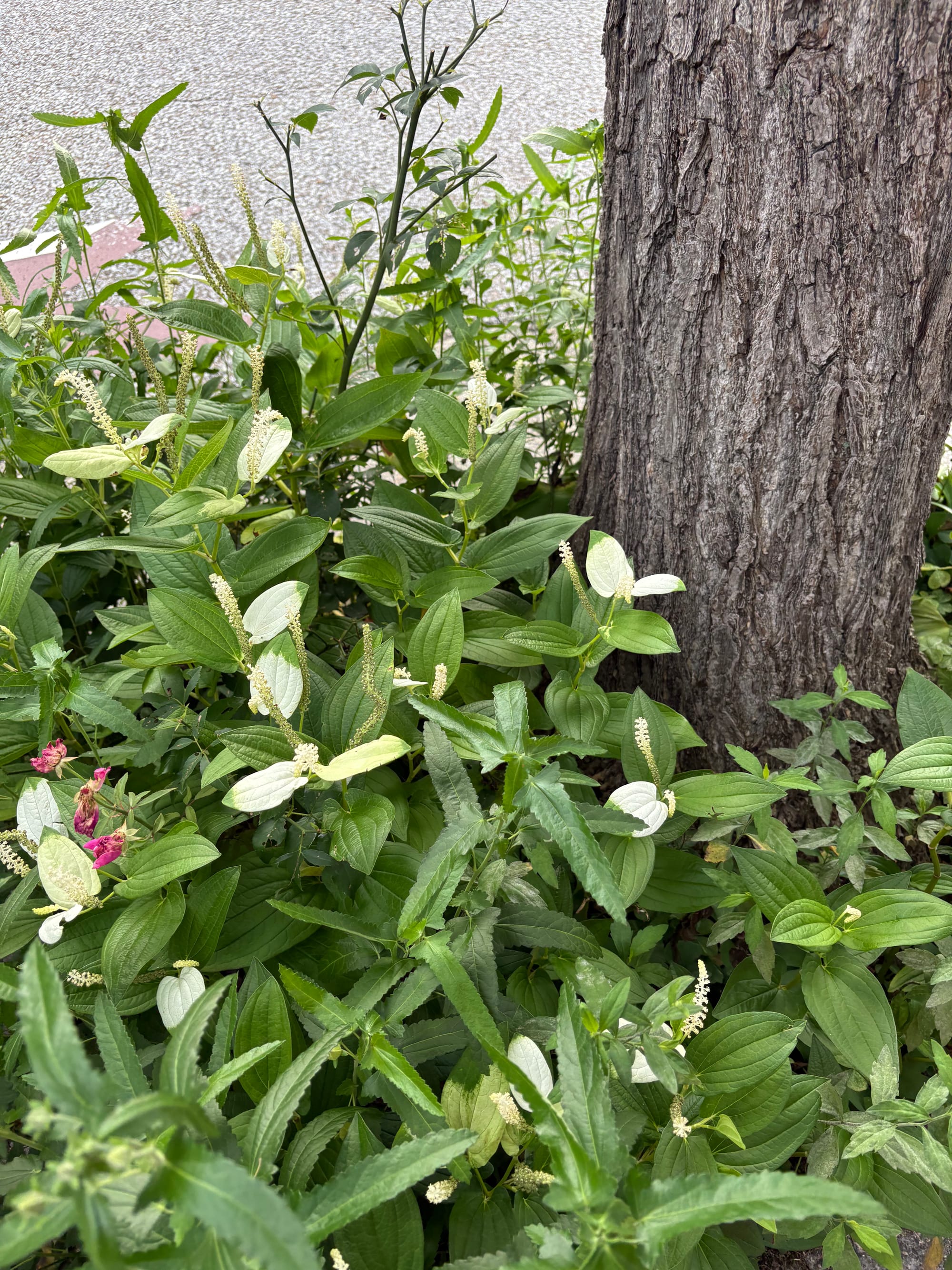 Asian lizard's tail, or hangesho, blooming beside a tree in early summer Kyoto