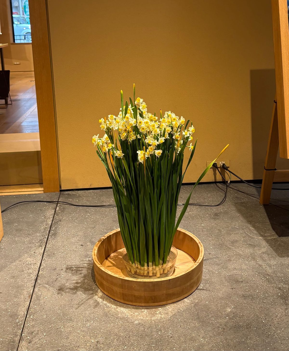 What the Narcissus means in Japan