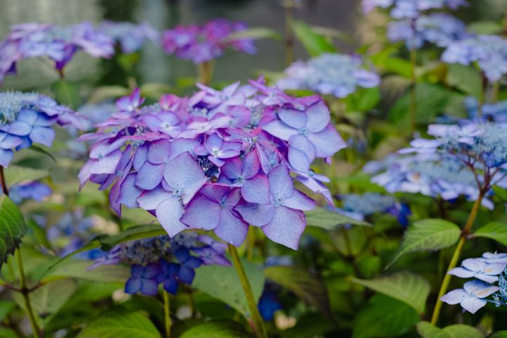 Hydrangeas in Kyoto