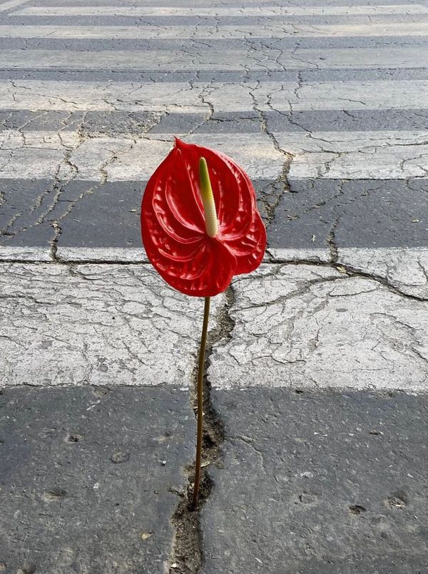 5-minute tango with chance