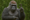 This gorilla learned sign language, and immediately told everyone it went to West Point