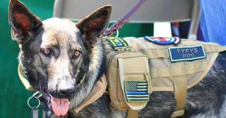 Veterans group calls on VA to provide 'thank you for your service' dogs