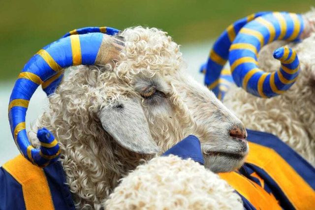 Woke Navy goat steals herself