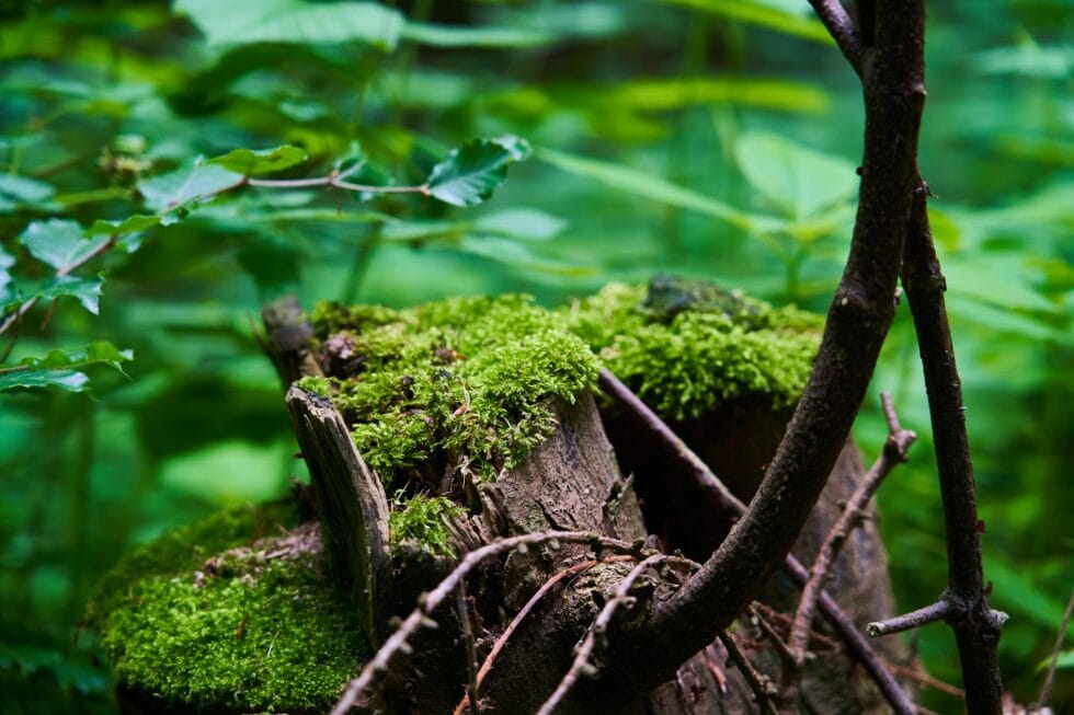 green leafed glass