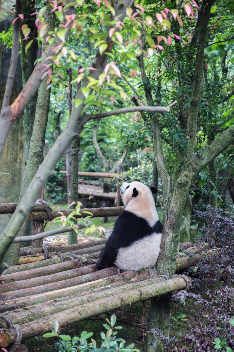 From Saul to Paul - China's green financial industry