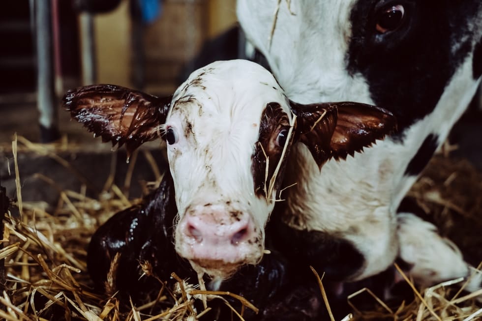 Der VegTech-Index: Mit pflanzlichen Produkten „Schwein“ an der Börse haben
