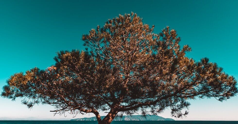 brown tree under blue sky during daytime