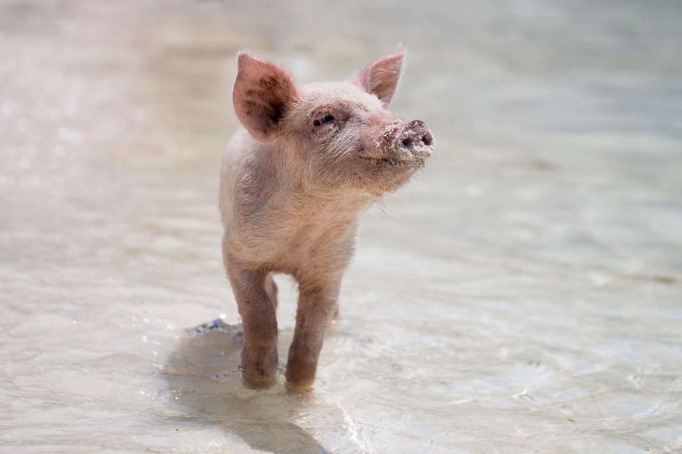 Der VegTech-Index: Mit pflanzlichen Produkten „Schwein“ an der Börse haben