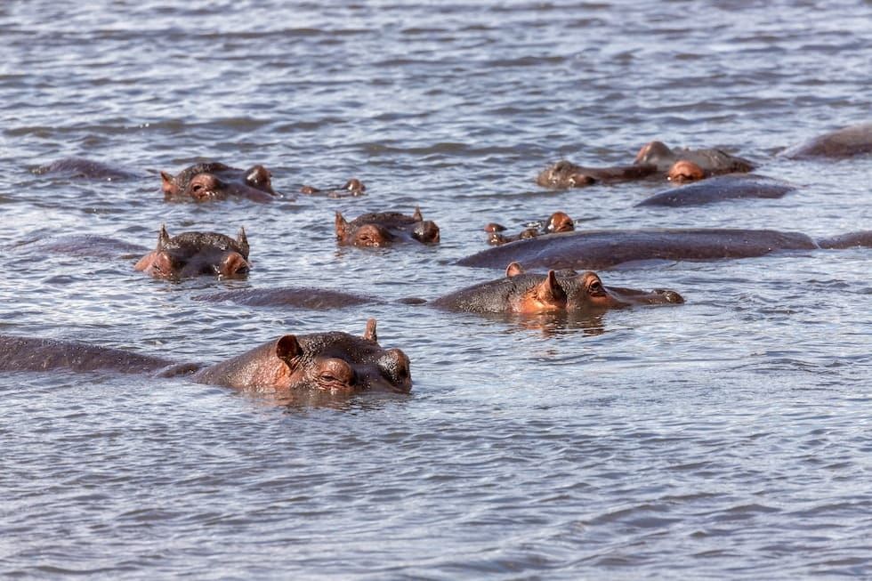 Von HIPPOS zu RTP – wir haben da noch Fragen