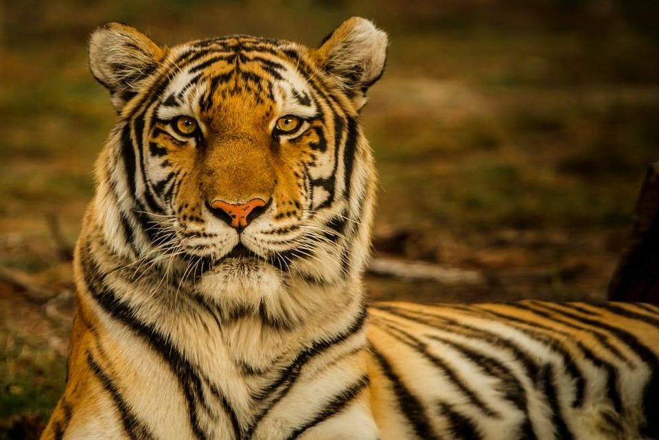 Das Jahr des Tigers 2022: Was heißt das für Payment und Fintech?