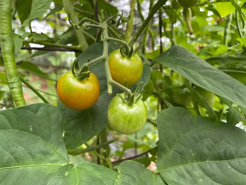 three tomatoes on a vine