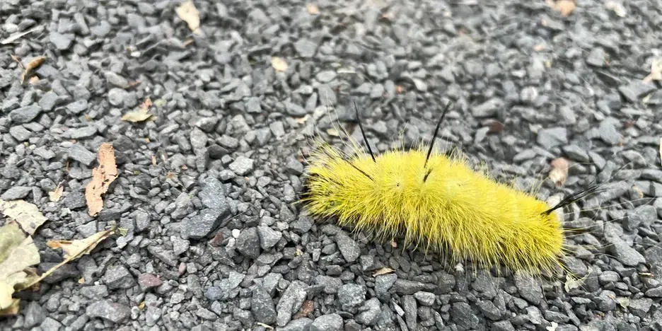 a bright yellow, furry caterpillar with black bristles