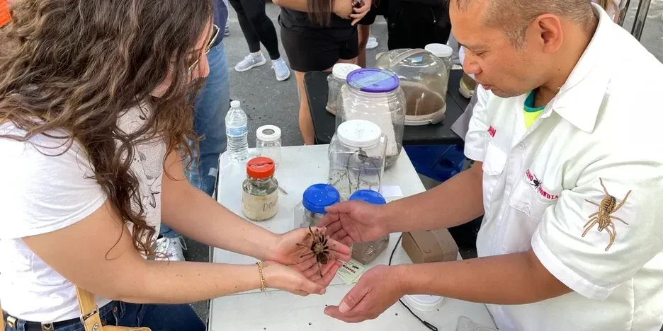 tow people passing a tarantula spider between each other's hands
