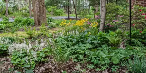 Wild flowers and greenery in a yard 