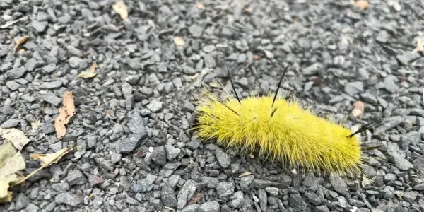 a bright yellow, furry caterpillar with black bristles