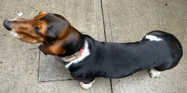 a basset hound dog