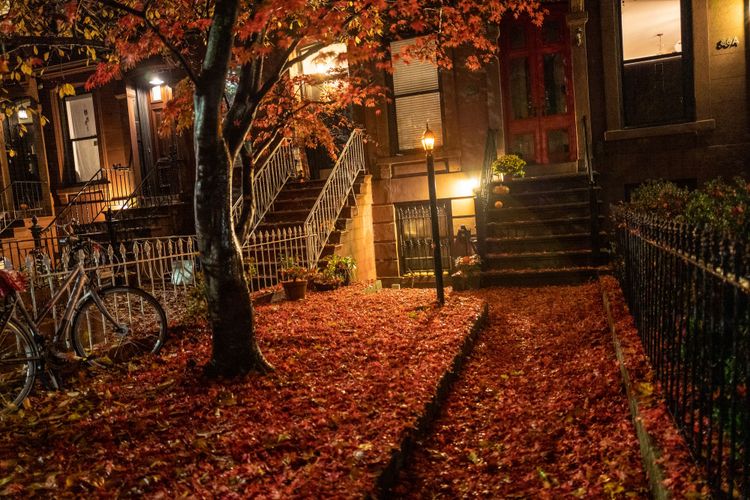 Brooklyn Fall